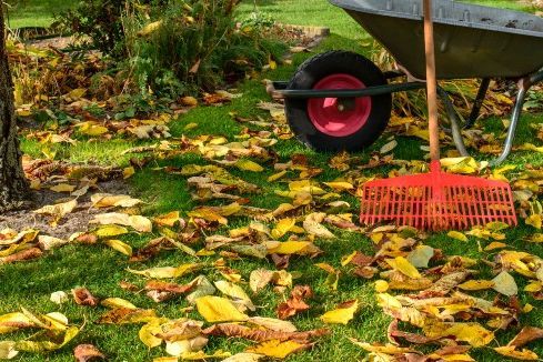 Herbstlaub auf grünem Rasen